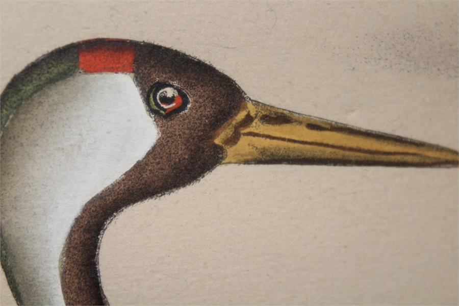 After J.F & J.A Naumann - Leipzig, A hand coloured Lithograph of a Crane - Ornithological - Image 4 of 4