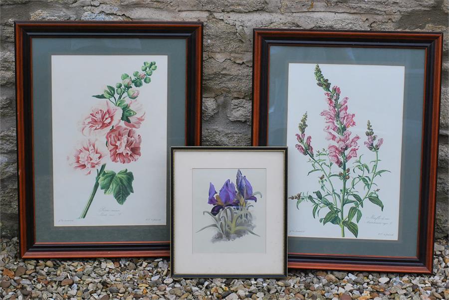 three 19th/20th century Flora and Fauna botanical prints one matched pair and one of an Iris