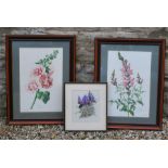 three 19th/20th century Flora and Fauna botanical prints one matched pair and one of an Iris