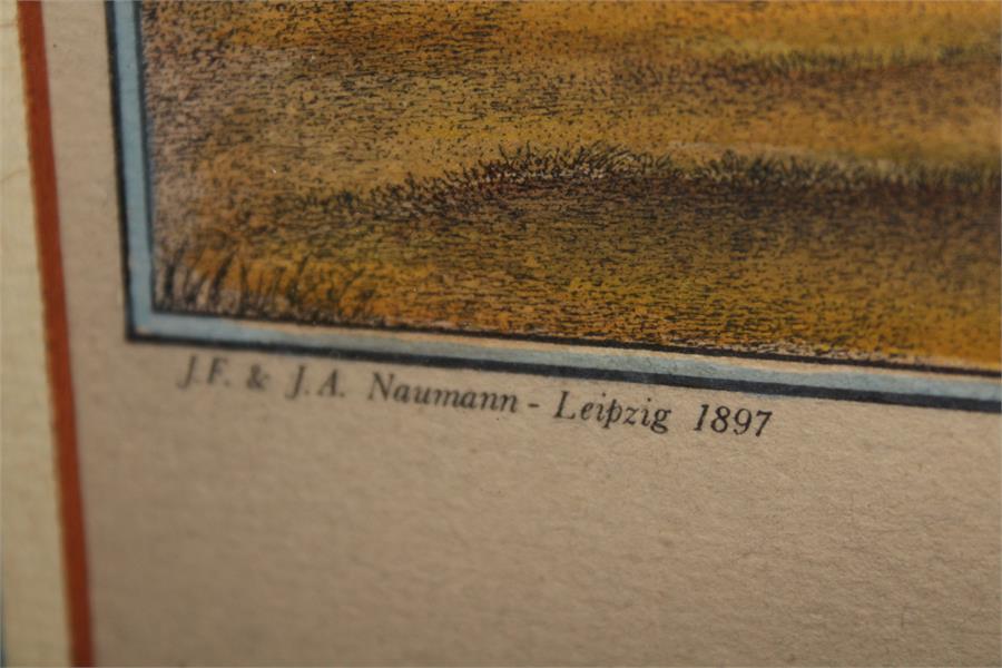 After J.F & J.A Naumann - Leipzig, A hand coloured Lithograph of a Crane - Ornithological - Image 3 of 4