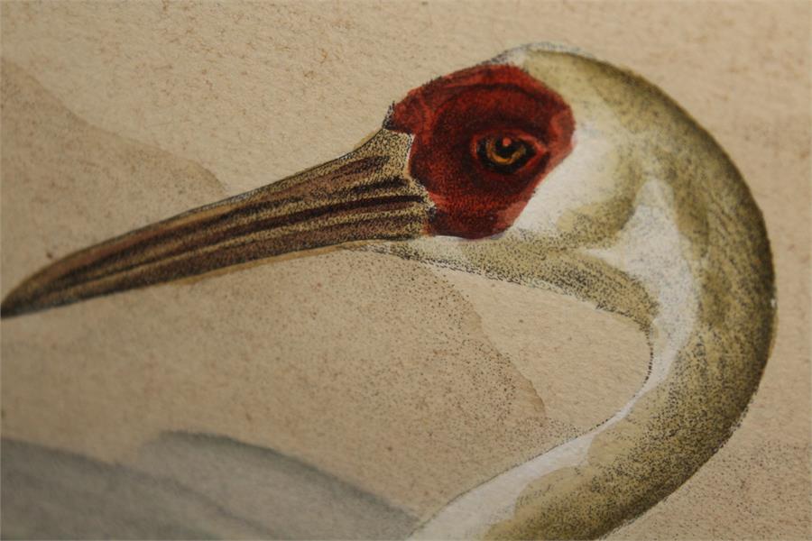 After J.F & J.A Naumann - Leipzig, A hand coloured Lithograph of a White Crane - Ornithological - Image 4 of 4