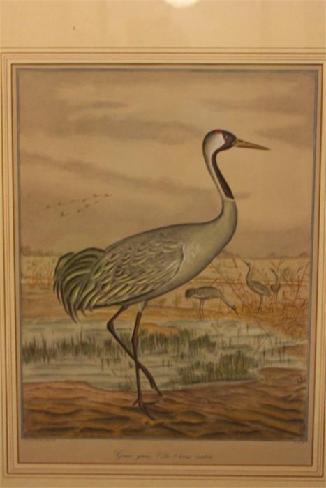 After J.F & J.A Naumann - Leipzig, A hand coloured Lithograph of a Crane - Ornithological