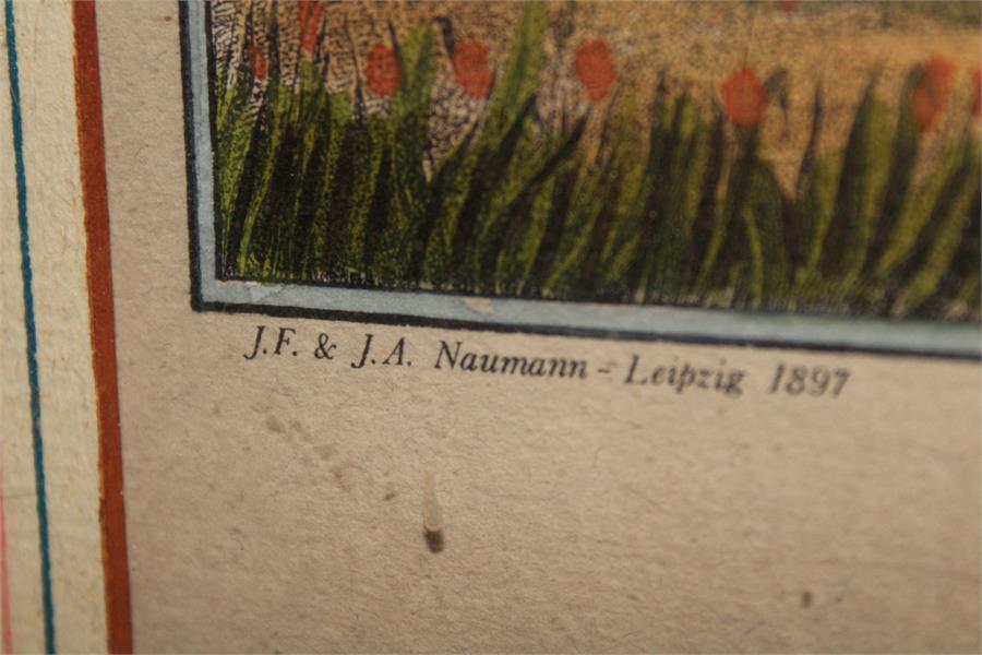 After J.F & J.A Naumann - Leipzig, A hand coloured Lithograph of a White Crane - Ornithological - Image 2 of 4