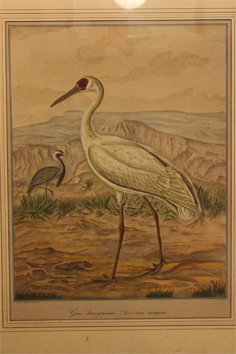 After J.F & J.A Naumann - Leipzig, A hand coloured Lithograph of a White Crane - Ornithological