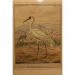 After J.F & J.A Naumann - Leipzig, A hand coloured Lithograph of a White Crane - Ornithological
