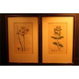 Two Botanical coloured plates / prints after J.Sowerby numbered 651 & 655, the latter with print