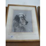 PORTRAIT OF ENGLISH SETTER