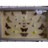 BOXED ENGLISH TAXIDERMY BUTTERFLIES