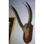 Antique Rodesian Waterbuck mounted scull