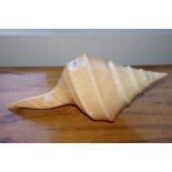 Large conical shell
