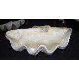 Giant clam shell