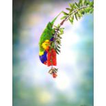 Andrew Patsalou (1950 - ) "Rainbow lorikeet"