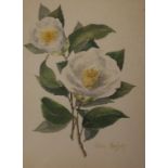 Helen Hudson (1938-2005) ' White Camellias'