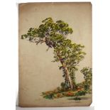 Samuel Elyard (1817-1910) Tree Study