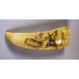 Early whale tooth scrimshaw