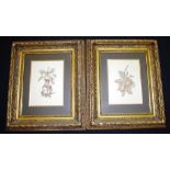 Two framed botanical prints