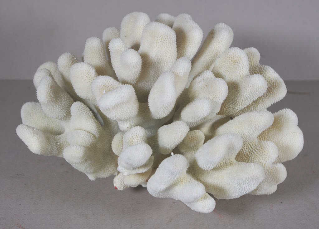 Cauliflower coral specimen