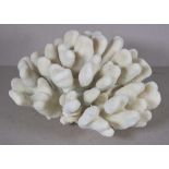 Cauliflower coral specimen