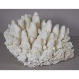 Finger coral specimen