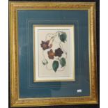 Framed Botanical print