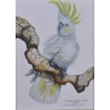 Paul Margocsy (1945-), Australian Sulphur Crested