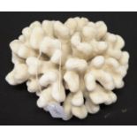 Cauliflower coral specimen