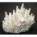 Finger coral specimen