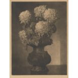 Blom, Gustav Vilhelm: Vase mit Chrysanthemen Vase mit Chrysanthemen Schabkunst auf Velin. 1919. 43,8