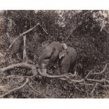 Ceylon: Trees and ferns of Ceylon Photographer: Charles T. Scowen (1852 - 1948), William L.H.