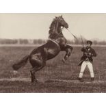 Anschütz, Ottomar: Horses Horses. 1884. 3 albumen prints. Each circa 14,7 x 19,2 cm and 9,5 x 14