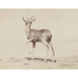 Anschütz, Ottomar: Deer and stags Deer and stags. 1887. 3 albumen prints. Each circa 14,5 x 19,7 cm.