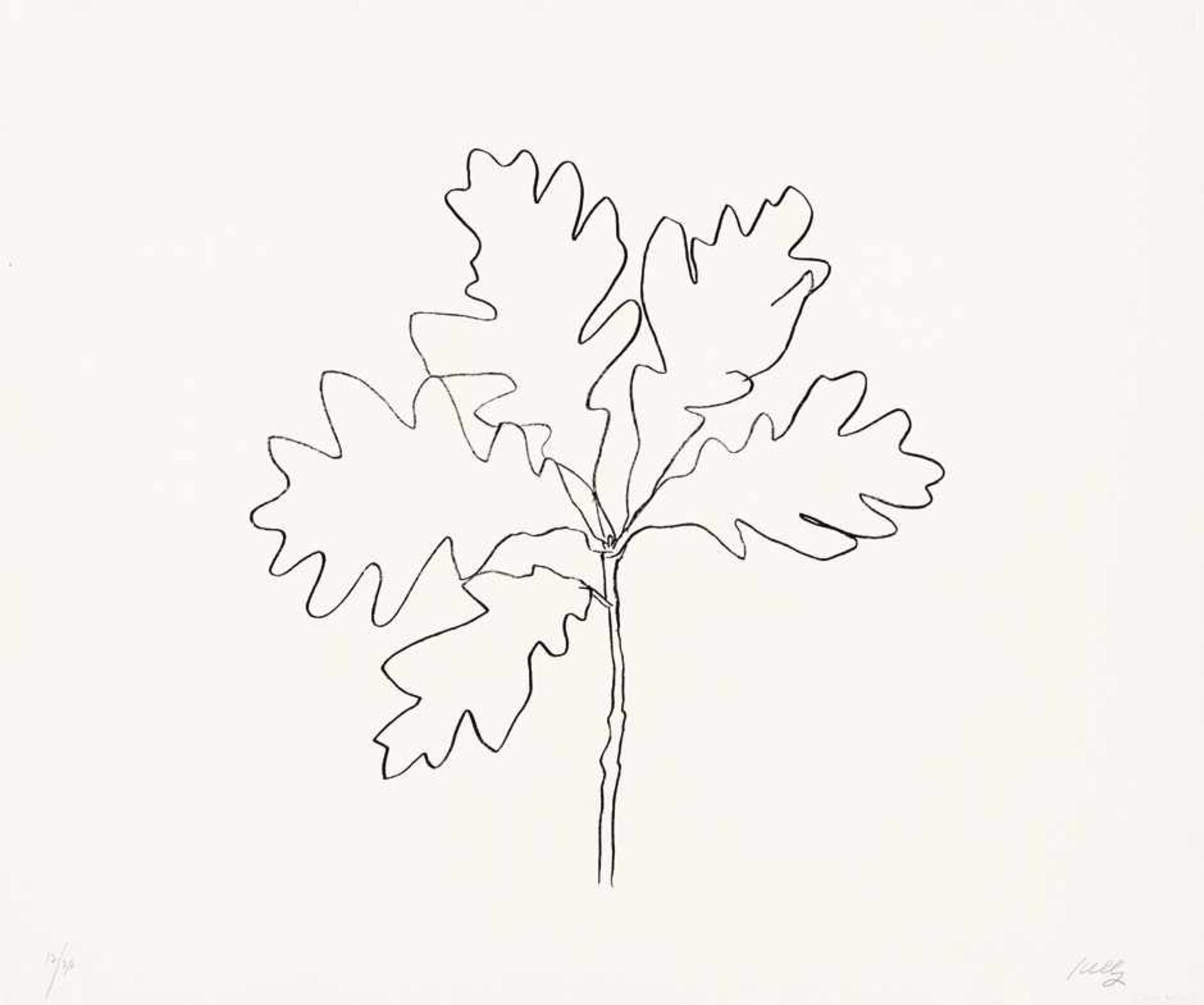 Kelly, Ellsworth: Oak III, from Oak LeavesOak III, from Oak LeavesLithographie auf festem Velin.