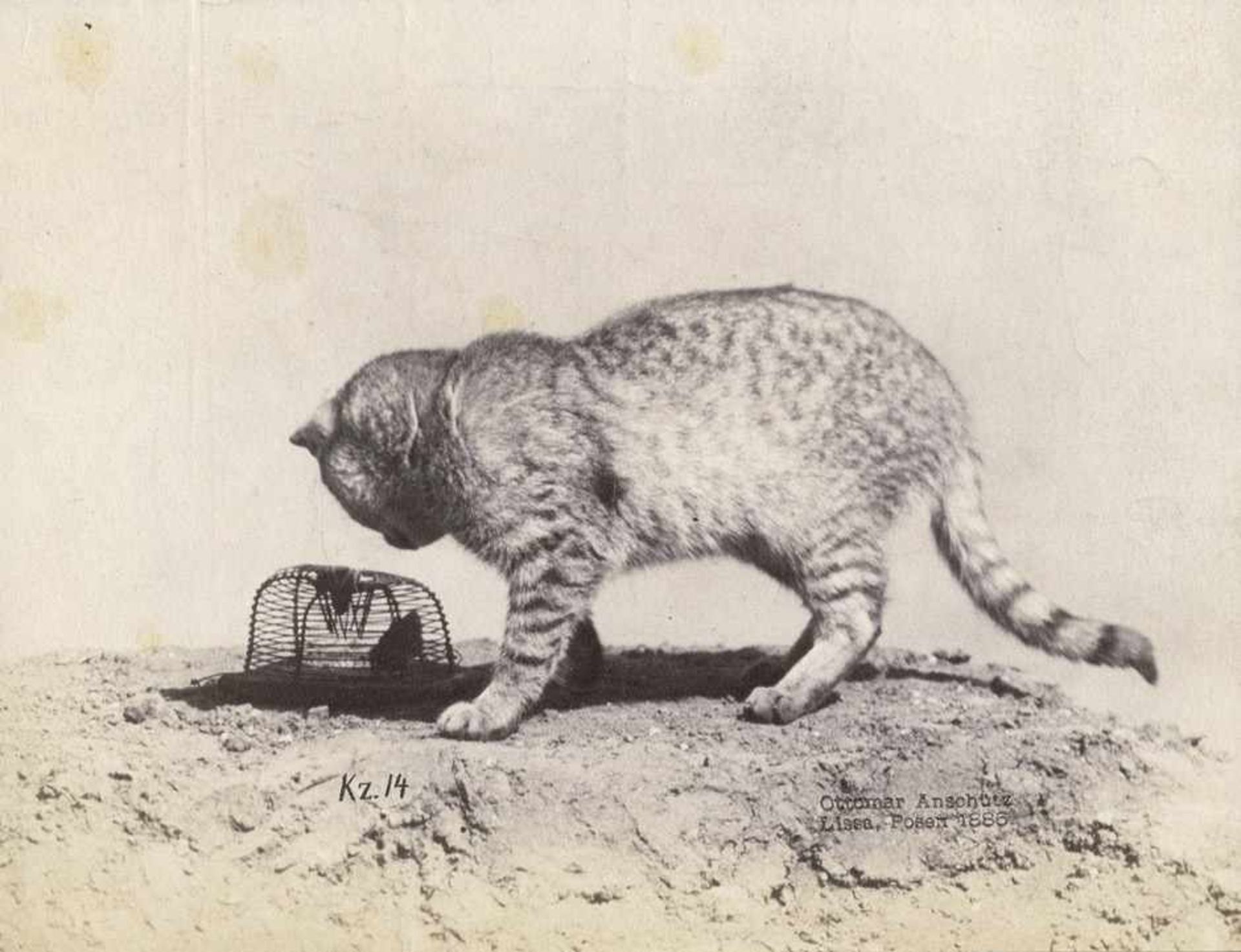 Anschütz, Ottomar: Cat with mousetrapCat with mousetrap. 1886. Albumen print. 14,4 x 18,7 cm.