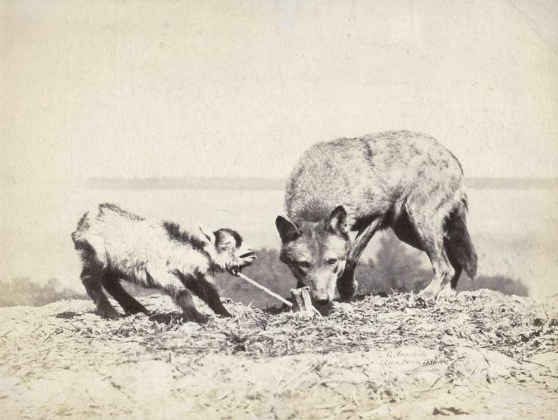 Anschütz, Ottomar: Wolf and kid goatWolf and kid goat. 1886. Albumen print. 14,4 x 18,7 cm.