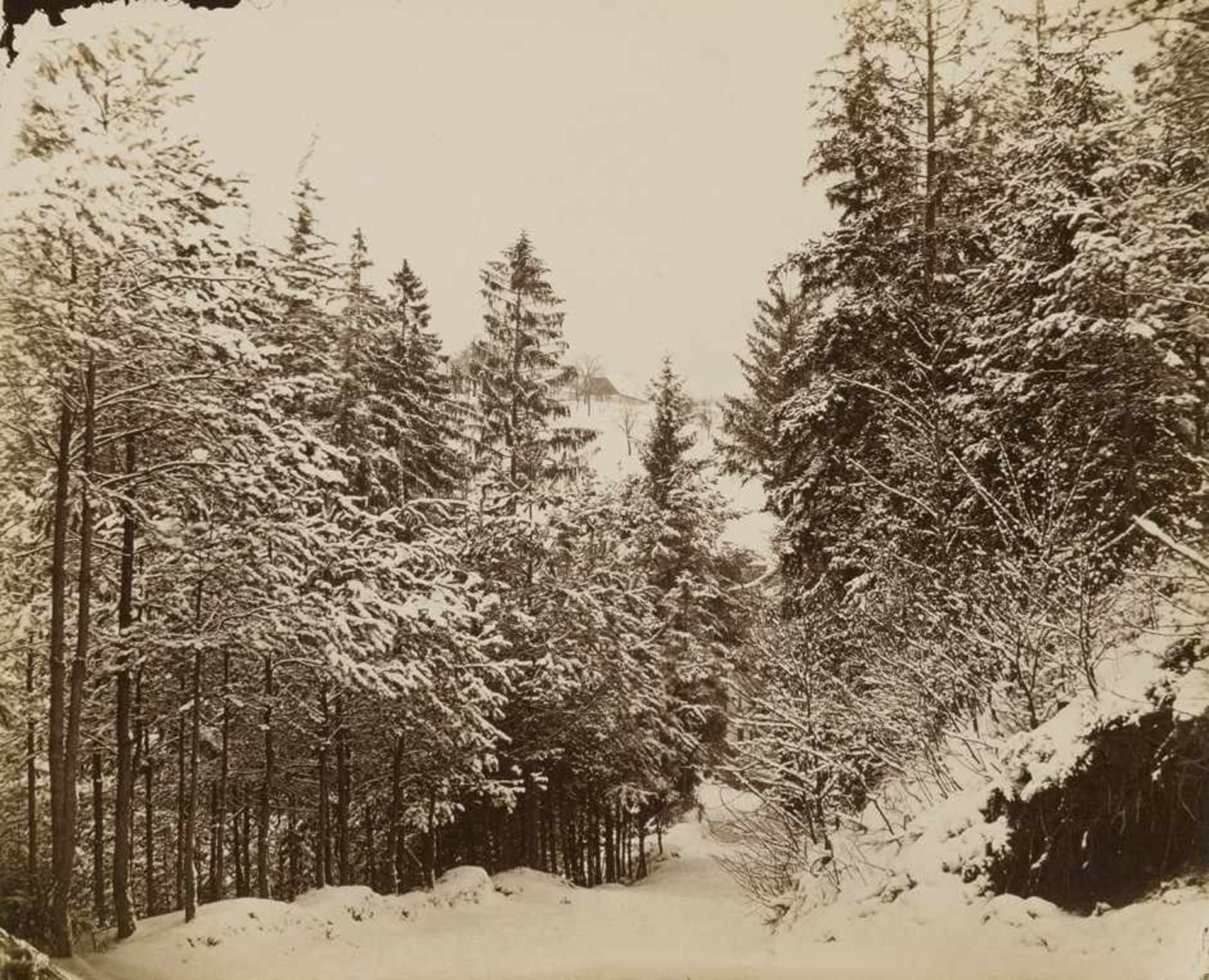 Kotzsch, August: Forest in winterForest in winter. 1870s. Albumen print. 15,8 x 19,5 cm. Number