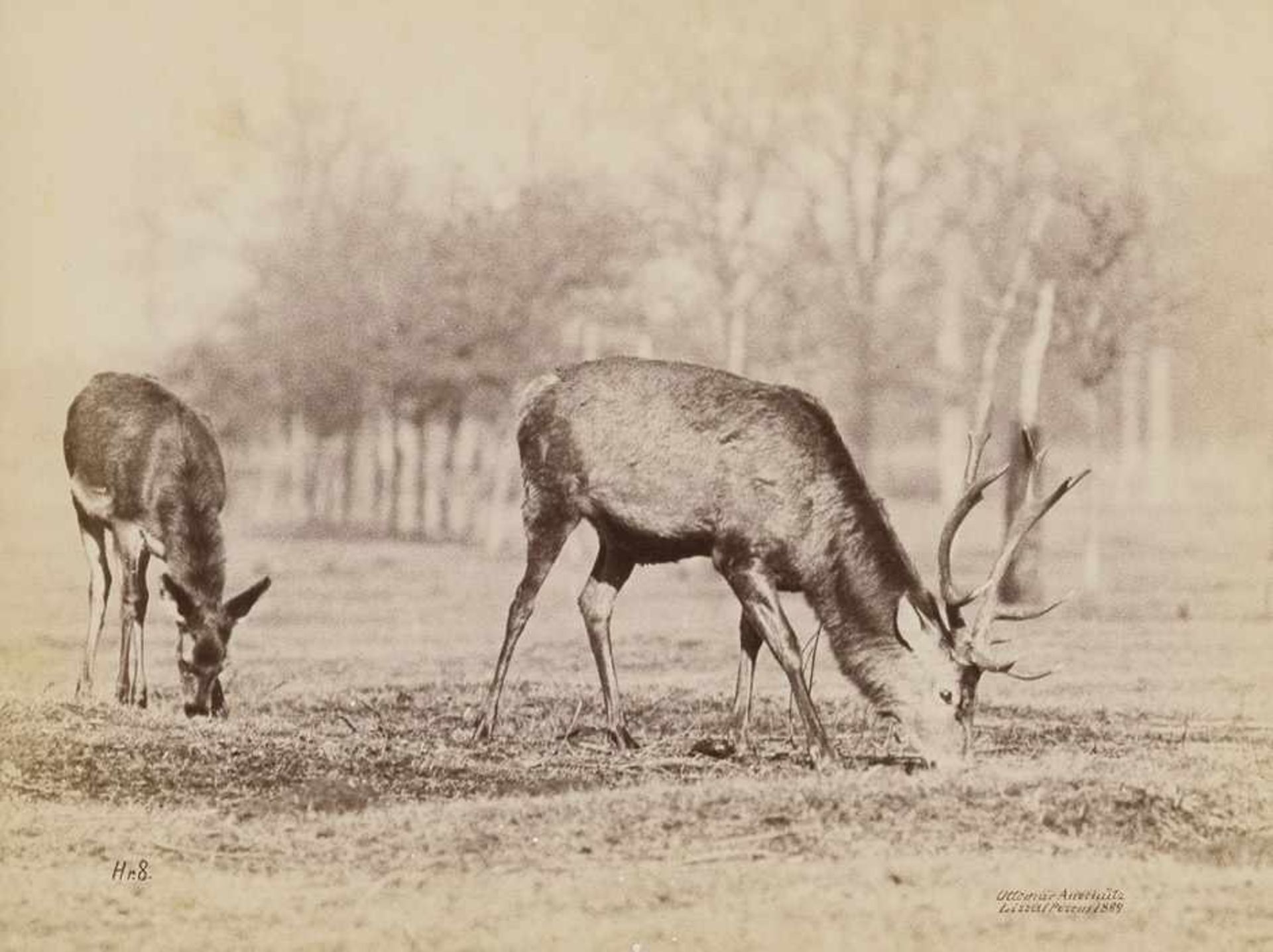 Anschütz, Ottomar: Deer and stagDeer and stag. 1889. Albumen print. 14,7 x 19,5 cm. Each with