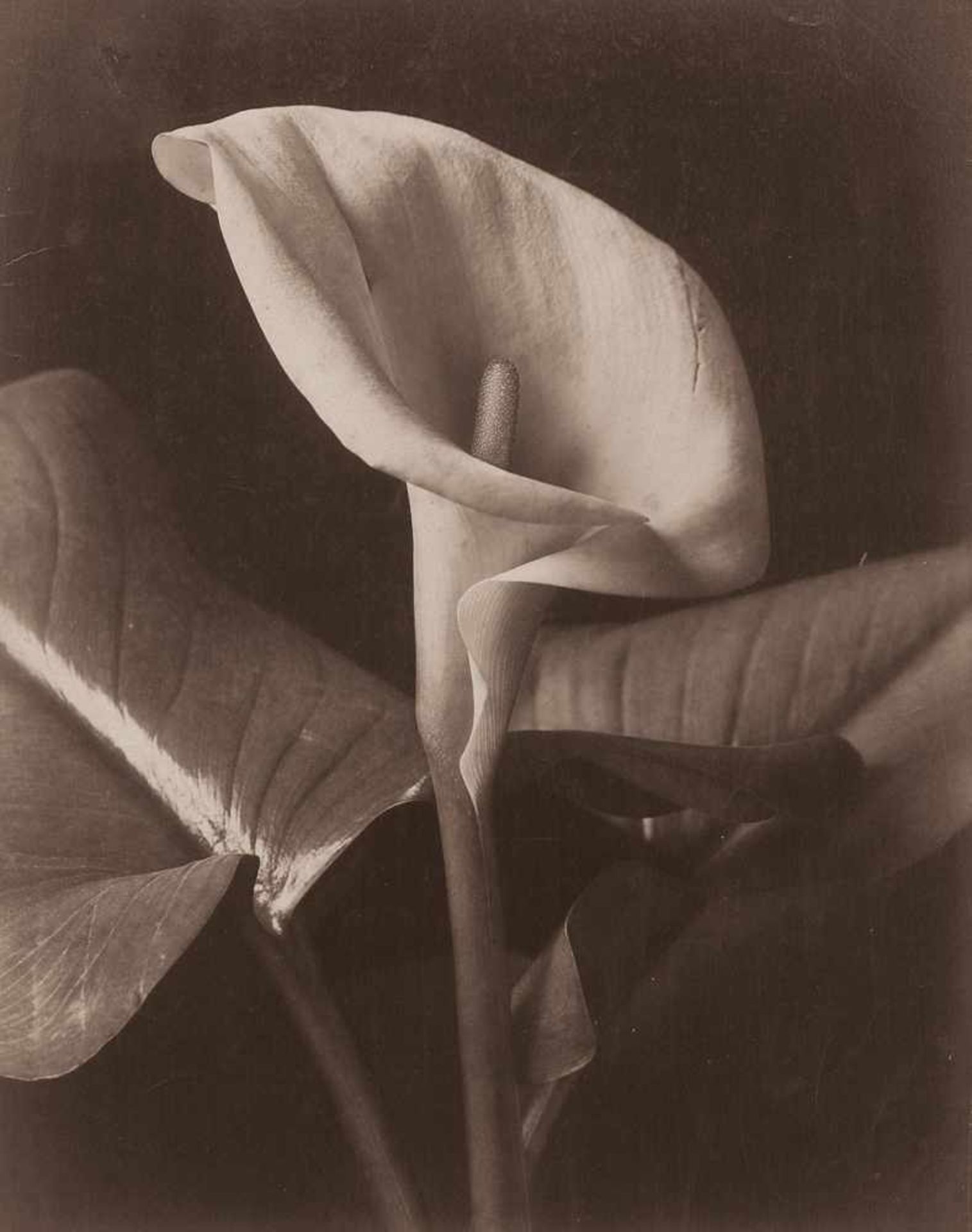 Alinari, Fratelli: Calla AethiopicaCalla Aethiopica. Circa 1865. Albumen print. 24,7 x 18,8 cm.