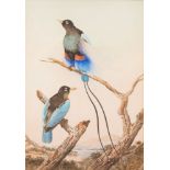 Neville Henry Pennison Cayley [1853 - 1903]- A pair of exotic birds:- signed and dated 188 bottom