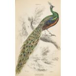 JARDINE, Sir William - The Naturalist's Library : 14 vols, BIRDS, 419 hand coloured plates,