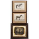 A group of five various equine photographs:,