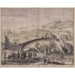 After Gillem van der Gouwen- Stranded sperm whale at Katwyk, 1598,:- an engraving,