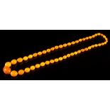 A graduated amber bead single-string necklace: comprising 51 individually knotted,