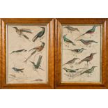 HUMMING-BIRDS : A pair of framed prints of birds, 320 x 225 mm, maple frames.
