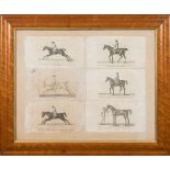 EQUESTRIAN : A set of six equestrian prints, In attractive bird's eye maple frame, c 1820s.
