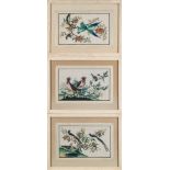 A collection of nine 19th century Chinese paintings on rice paper: each depicting exotic birds