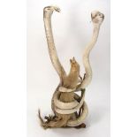 (Naja kaouthia) Monoculed Cobra, a taxidermy pair set engaged with a Mongoose,: 62cm high..