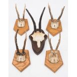 Four roe deer skulls mounted on plaques, together with a similar Chamois skull mount:, (5) .