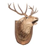 A taxidermy 10-point stag's head on shield mount:.