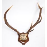 A set of nine point Red Deer antlers:,