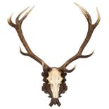 A set of ten point red deer antlers, skull mount on a shield plinth,: 92cm wide.